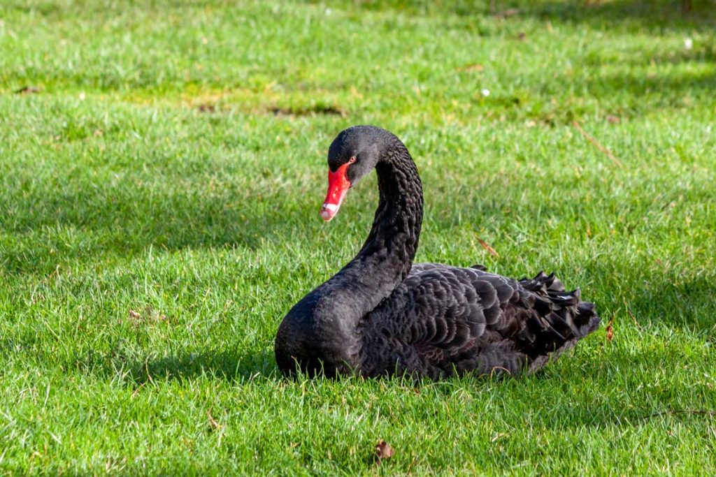 Dawlish Warren black swan