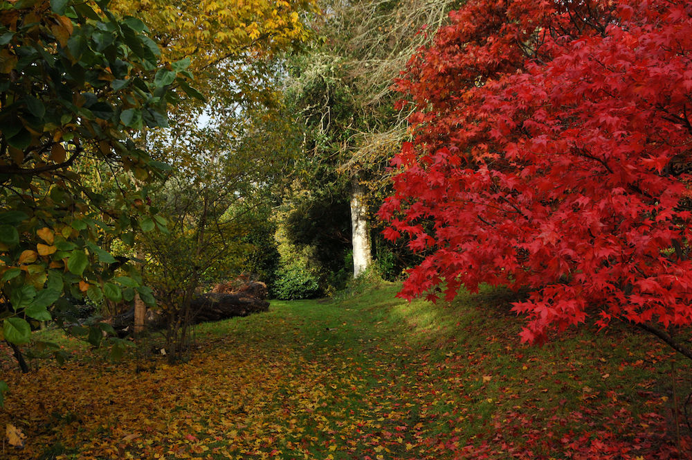 Antony Woodland Garden