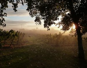 oatley vineyard