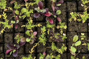 greenhouse woolsery farm