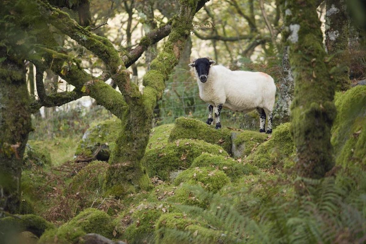 Lamb in moorland woods